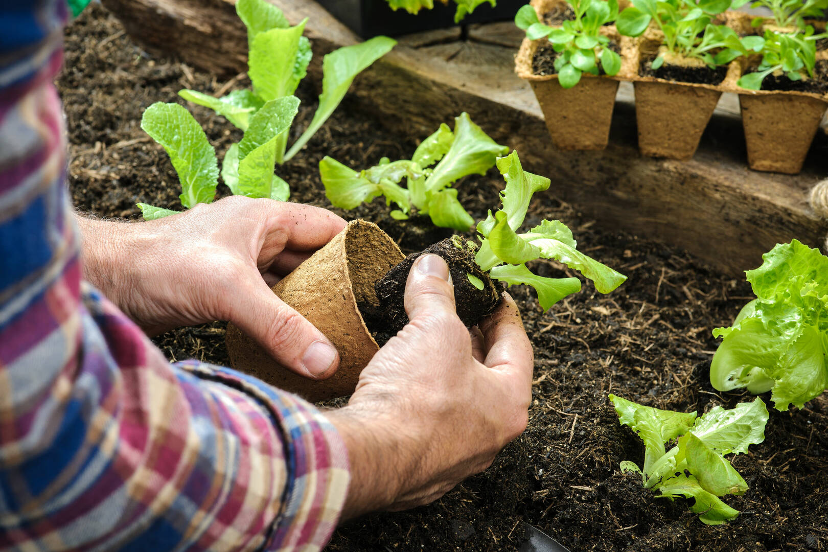 Tree Removal Service Lancaster OH