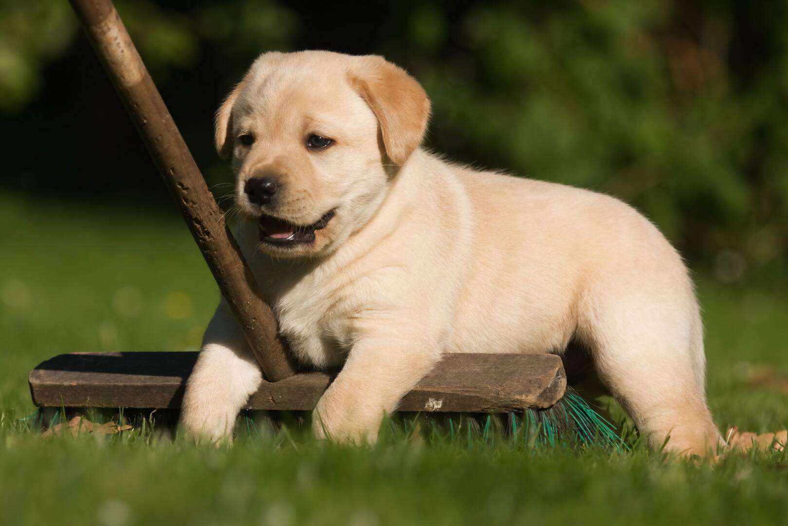 Veterinary Clinic Boca Raton FL